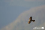 Sparviere - Appennino Modenese