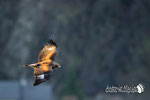 Aquila Reale - Appennino Modenese