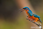 Martin Pescatore - Veneto