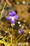 Pinguicula - Alto Appennino Modenese