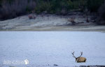 Cervo - Parco Nazionale d'Abruzzo LAzio e Molise