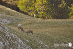 Cervo - Parco Nazionale d'Abruzzo Lazio e Molise 