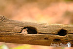 Topo selvatico - Appennino Modenese