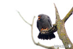 Falco cuculo  (Falco vespertinus) 