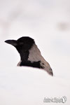 Cornacchia grigia - Appennino Modenese