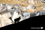 Camoscio - Parco  Nazionale del Gran Paradiso