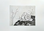 Weinbergschnecke | Radierung | 40 x 30 cm | 2020