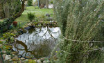 Familie Breitkreuz, Hohenhaslach Rosmarin am Gartenteich