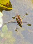 Fam. Zeh Großsachsenheim, Wasserläufer