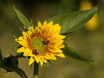 Sonnenblume mit Insektenbesuch