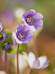 Leberblümchen