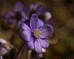 Leberblümchen