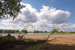 An der Elbe bei Kietz