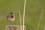 Blaukehlchen