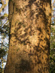 Baumrinde