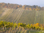 Wineyards at Nussberg