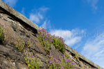 Im Garten von Stirling Castle