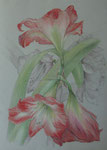 Amaryllis II - Bleistift, Farbstift - 24 x 34