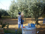 Olivenernte 2008