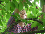 Gisèle dans le cerisier