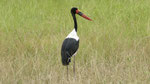Saddle Bill Stork