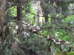 杉の古枝について花を咲かせるセッコク