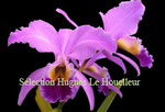 Cattleya gaskelliana PV Fob France 26€