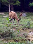 ISARD visible dans le parc animalier d'Argelè Gazost