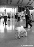 Roma, Luglio 1968 - Maiale alla stazione Termini per manifestazione dei contadini