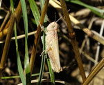 Goldschrecke (Chrysochraon dispar), Villnachern