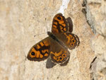 Mauerfuchs (Lasiommata megera), Schinznach Rebberg