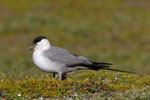 Falkenraubmöwe (Stercorarius longicaudus), Varanger, Norwegen