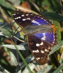 Kleiner Schillerfalter (Apatura ilia), Limmatspitz