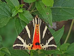 Russischer Bär (Euplagia quadripunctaria), Garten Villnachern 