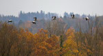 November: Kraniche, Neeracherried ZH