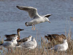 Dünnschnabelmöwe (Chroicocephalus genei), Albufera, Mallorca