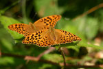 Kaisermantel (Argynnis paphia), Villigen