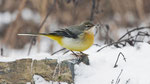 Dezember: Bergstelze in unserem Garten in Villnachern