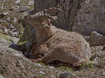 Alpensteinbock (Capra ibex), Nufenenpass TI