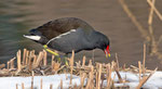 Januar: Teichhuhn am Klingnauer Stausee