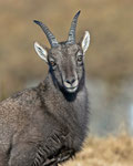 Alpensteinbock (Capra ibex), Niederhorn (Beatenberg)