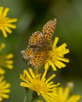 Silberfleck-Perlmuttfalter (Boloria euphrosyne), Remigen