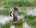 Kiebitz (Vanellus vanellus), Wauwilermoos