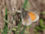 Kleines Wiesenvögelchen (Coenonympha pamphilus), Villnachern