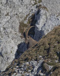Alpensteinbock (Capra ibex), Pilatus