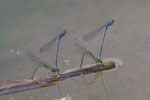 Hufeisen-Azurjungfer (Coenagrion puella), PCA