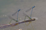 Hufeisen-Azurjungfer (Coenagrion puella), PCA