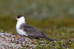 Falkenraubmöwe (Stercorarius longicaudus), Varanger, Norwegen