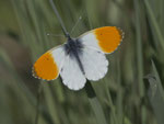 Aurorafalter (Anthocharis cardamines), Klingnauer Stausee