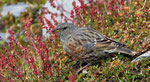 September: Alpenbraunelle, Cassonsgrat bei Flims GR